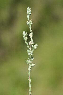 BUITEN BEELD Foto: 445075
