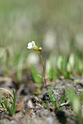 BUITEN BEELD Foto: 445076