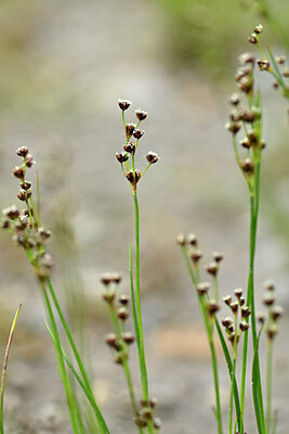 BUITEN BEELD Foto: 445079