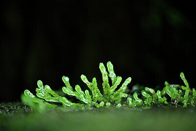 BUITEN BEELD Foto: 445080