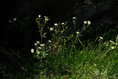 BUITEN BEELD Foto: 445081