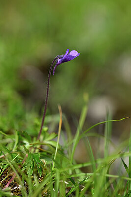 BUITEN BEELD Foto: 445083