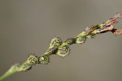 BUITEN BEELD Foto: 445085