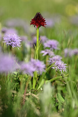 BUITEN BEELD Foto: 445087