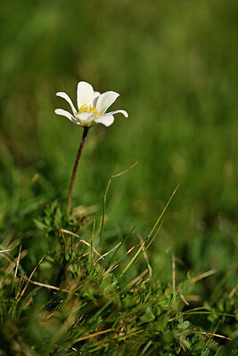 BUITEN BEELD Foto: 445088