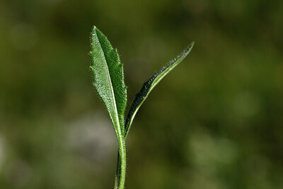 BUITEN BEELD Foto: 445089