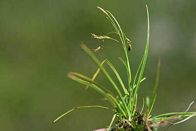 BUITEN BEELD Foto: 445090