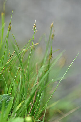 BUITEN BEELD Foto: 445091