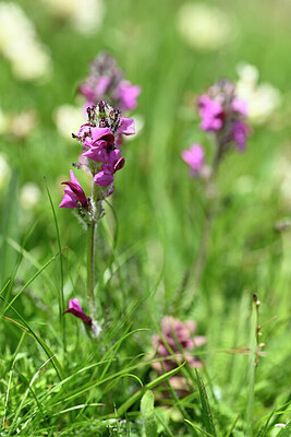 BUITEN BEELD Foto: 445093