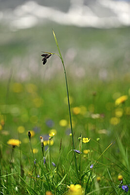 BUITEN BEELD Foto: 445095