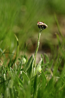 BUITEN BEELD Foto: 445096