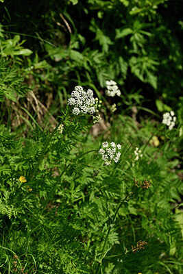 BUITEN BEELD Foto: 445097