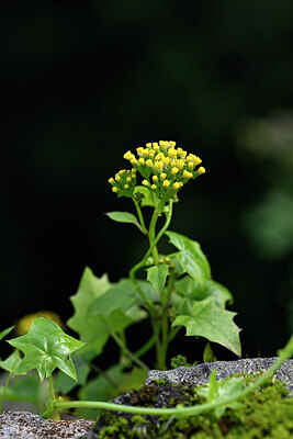 BUITEN BEELD Foto: 445102