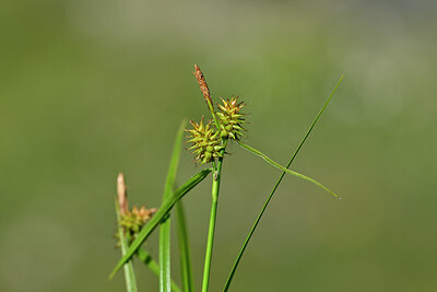 BUITEN BEELD Foto: 445103