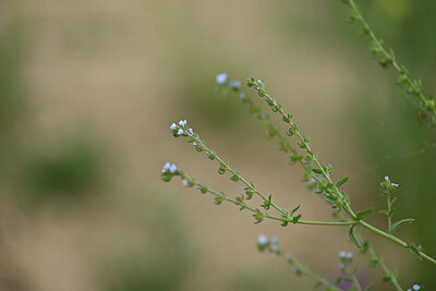 BUITEN BEELD Foto: 445106
