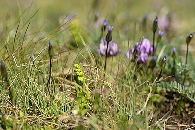 BUITEN BEELD Foto: 445108