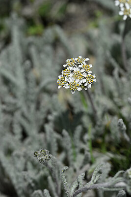 BUITEN BEELD Foto: 445110