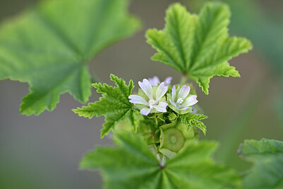 BUITEN BEELD Foto: 445111