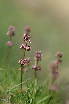 BUITEN BEELD Foto: 445112