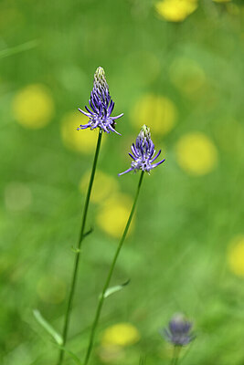BUITEN BEELD Foto: 445115