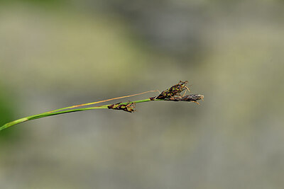 BUITEN BEELD Foto: 445116