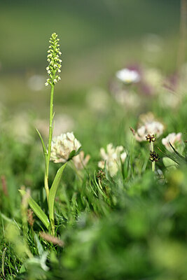 BUITEN BEELD Foto: 445120