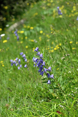 BUITEN BEELD Foto: 445121