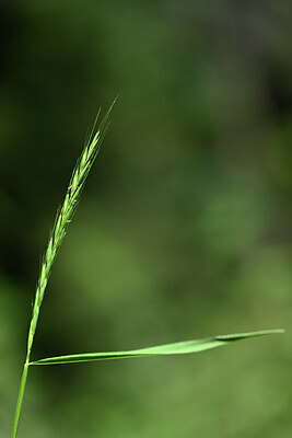 BUITEN BEELD Foto: 445122