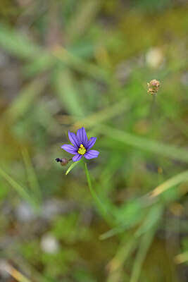 BUITEN BEELD Foto: 445130