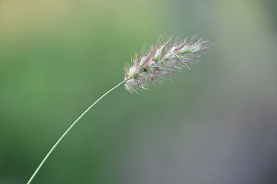 BUITEN BEELD Foto: 445132