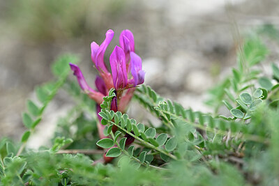 BUITEN BEELD Foto: 445133
