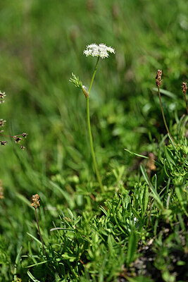 BUITEN BEELD Foto: 445134