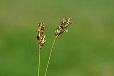 BUITEN BEELD Foto: 445135