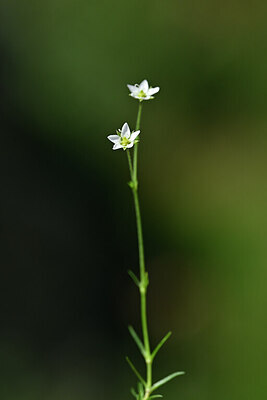BUITEN BEELD Foto: 445140