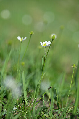 BUITEN BEELD Foto: 445142