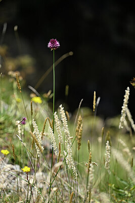 BUITEN BEELD Foto: 445145