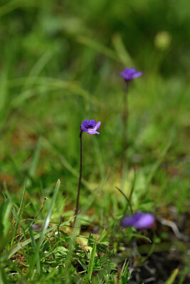 BUITEN BEELD Foto: 445150