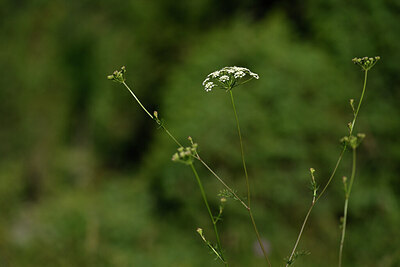 BUITEN BEELD Foto: 445151