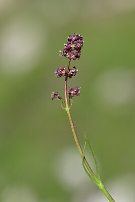 BUITEN BEELD Foto: 445155