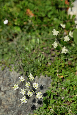 BUITEN BEELD Foto: 445159