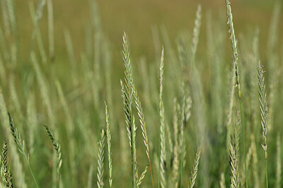 BUITEN BEELD Foto: 445162