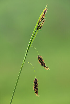 BUITEN BEELD Foto: 445165