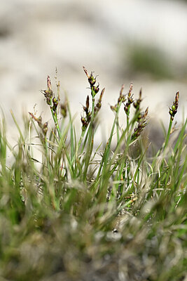 BUITEN BEELD Foto: 445166