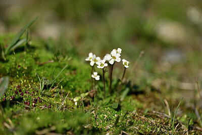 BUITEN BEELD Foto: 445168