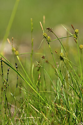 BUITEN BEELD Foto: 445171