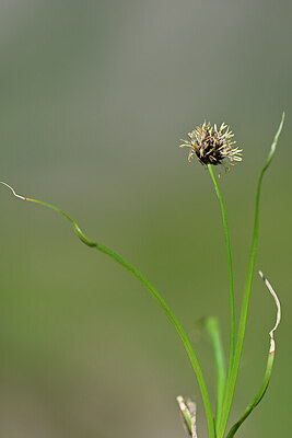 BUITEN BEELD Foto: 445172