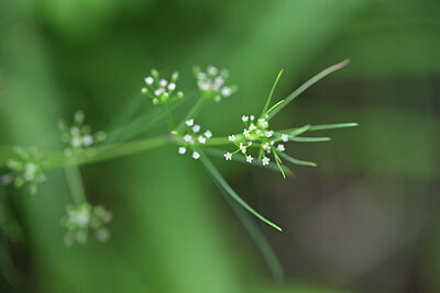 BUITEN BEELD Foto: 445175