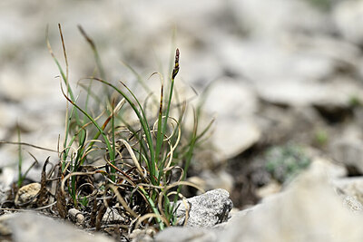 BUITEN BEELD Foto: 445177