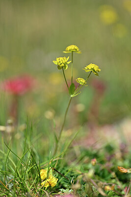 BUITEN BEELD Foto: 445182