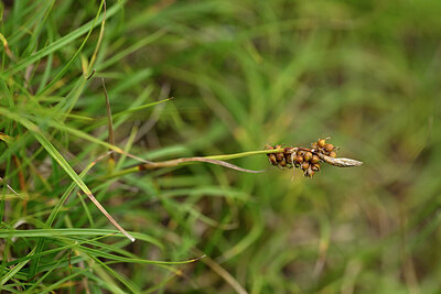 BUITEN BEELD Foto: 445185